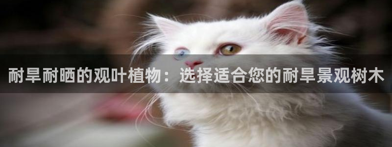 天顺娱乐母来70648：耐旱耐晒的观叶植物：选择适合您的耐旱景观树木