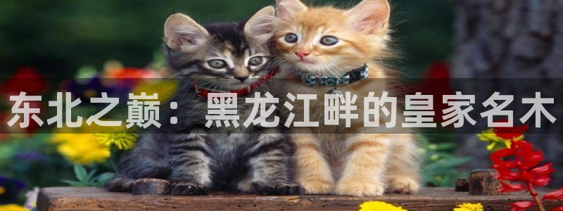 天顺娱乐母来70648