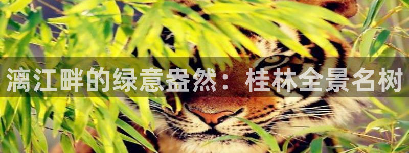 天顺娱乐展谢钥觅：漓江畔的绿意盎然：桂林全景名树